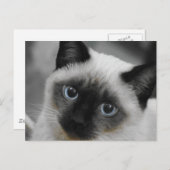 Siamese Cat Briefkaart (Voorkant / Achterkant)