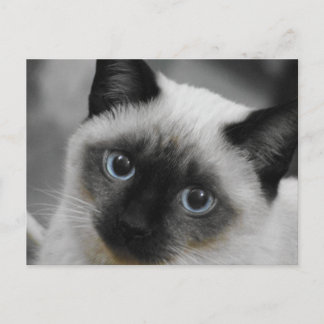 Siamese Cat Briefkaart
