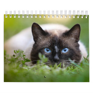 Siamese Cat Calendar Kalender