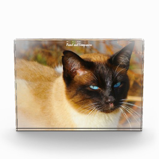 Siamese Cat Fotoblokken (Voorkant)