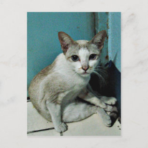 Siamese Cat Friend Briefkaart