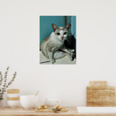 Siamese Cat Friend Poster (Keuken)
