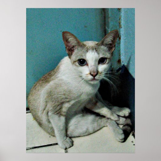 Siamese Cat Friend Poster (Voorkant)