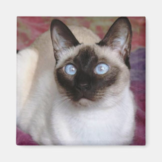 SIAMESE CAT MAGNEET