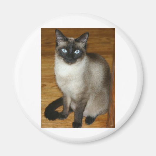 Siamese Cat Magneet (Voorkant)