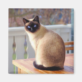 Siamese Cat Magneet