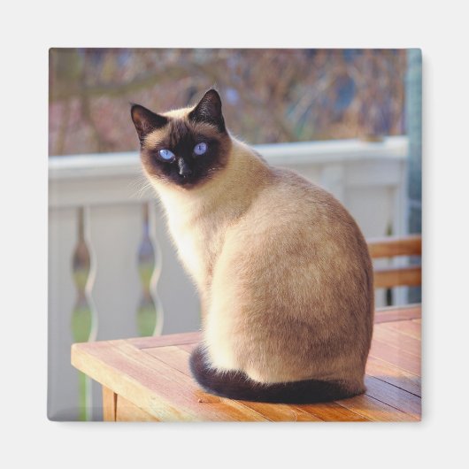 Siamese Cat Magneet (Voorkant)