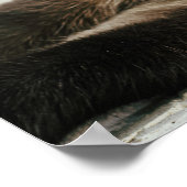 Siamese Cat Poster (Hoek)