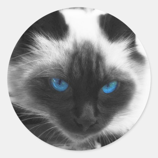 Siamese Cat Ronde Sticker (Voorkant)