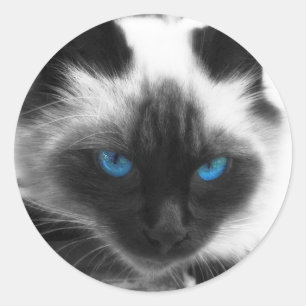 Siamese Cat Ronde Sticker