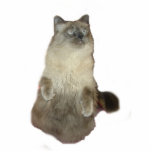Siamese Chat Photo Sculpture<br><div class="desc">Un chat mélange siamois assis fait un grand cadeau pour les amoureux de les chats</div>