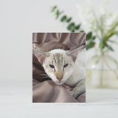 Siamese, chocoladetabletten briefkaart (Staand voorkant)