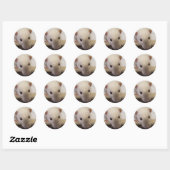 Siamese Fancy rat Stickers (Vel)
