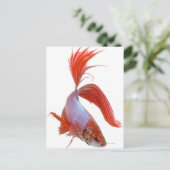 Siamese gevechtsvis (Betta splendens) Briefkaart (Staand voorkant)