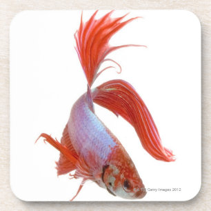 Siamese gevechtsvis (Betta splendens) Drankjes Onderzetter