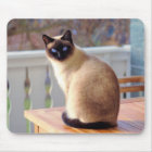 Siamese kat, blauw-eigeel-muismat