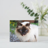 Siamese kat briefkaart (Staand voorkant)