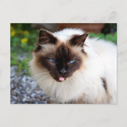Siamese kat briefkaart (Voorkant)