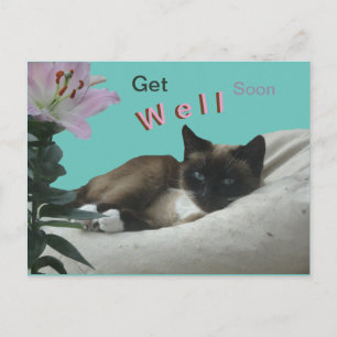 Siamese Kat Close-up Beterschap Ansichtkaart Briefkaart