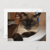 Siamese kat in het Briefkaart Sink (Voorkant / Achterkant)