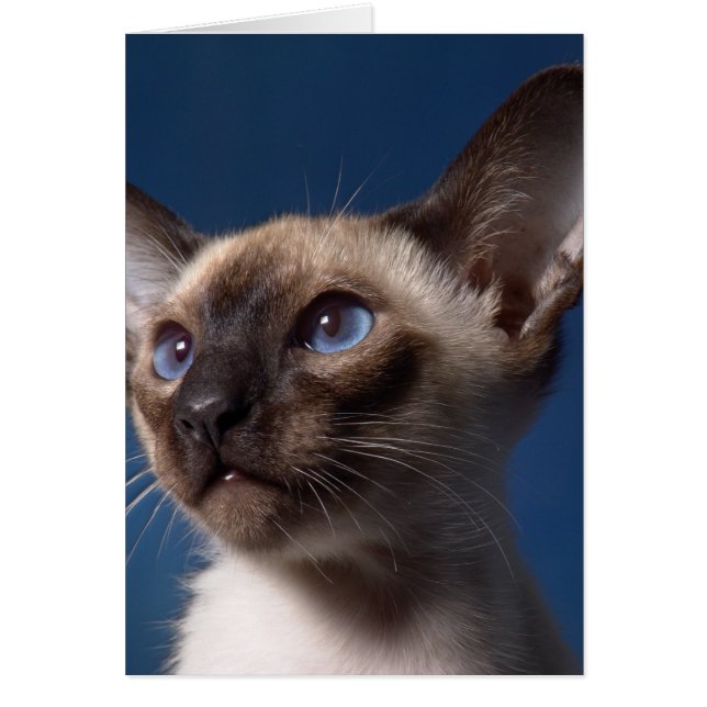 Siamese kat met blauwe ogen (Voorkant)