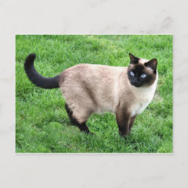 Siamese kat Pet Spinnen Mow Kat Destiny Art Briefkaart