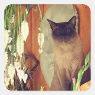 Siamese kat Posing 1 Dier Vierkante Sticker
