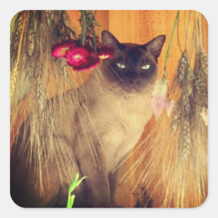 Siamese kat Posing 3 Dier Vierkante Sticker