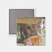 Siamese kat Posing Animal Photography Magnet #2 Magneet (Voorkant / Achterkant)