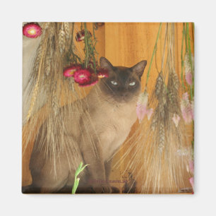 Siamese kat Posing Animal Photography Magnet #3 Magneet