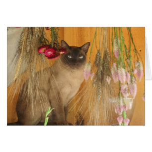 Siamese kat Posing Photography Card #3