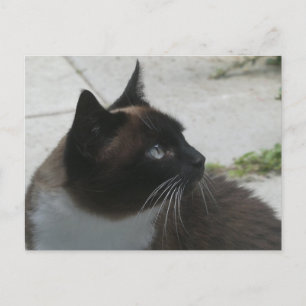 Siamese kat sluit DIY-Briefkaart af Feestdagenkaart