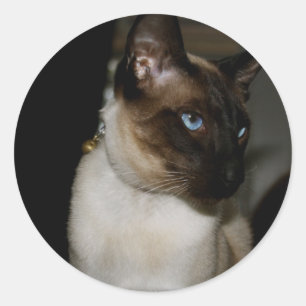 Siamese kat Stickers