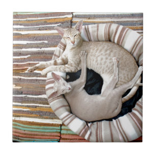Siamese katten alleen Chillin! Tegeltje