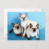 Siamese katten briefkaart (Voorkant / Achterkant)