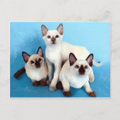 Siamese katten briefkaart (Voorkant)