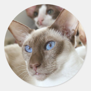 Siamese Katten Huisdieren Dieren Ronde Sticker