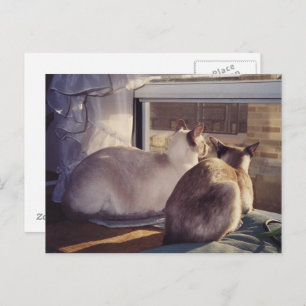 Siamese katten twee bij venster (2) briefkaart