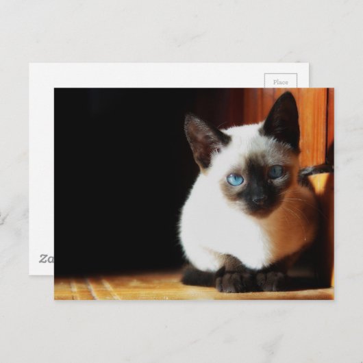 Siamese Kitten Briefkaart (Voorkant / Achterkant)