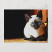 Siamese Kitten Briefkaart (Voorkant)