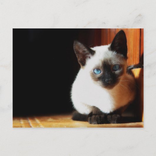 Siamese Kitten Briefkaart (Voorkant)