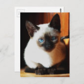 Siamese Kitten Briefkaart (Voorkant / Achterkant)
