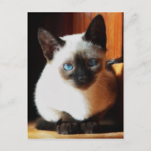 Siamese Kitten Briefkaart