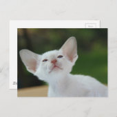 Siamese kitten briefkaart (Voorkant / Achterkant)