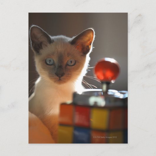 Siamese kitten briefkaart (Voorkant)