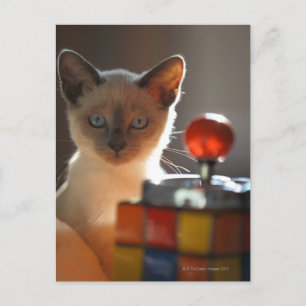 Siamese kitten briefkaart