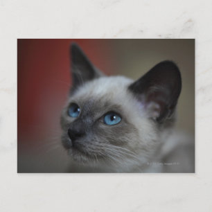 Siamese kitten briefkaart