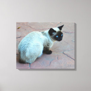 Siamese kitten canvas afdruk