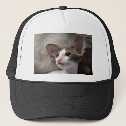 Siamese Kitten met grote oren Trucker Pet (Voorkant)