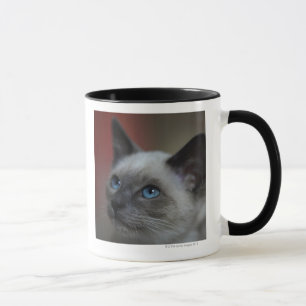 Siamese kitten mok